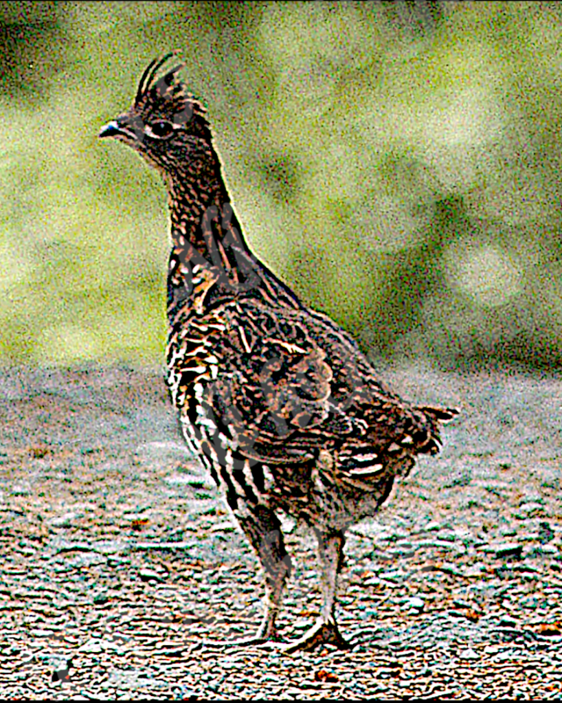 Still Image from Dancing Grouse short Animation by T S Ni hUiggin