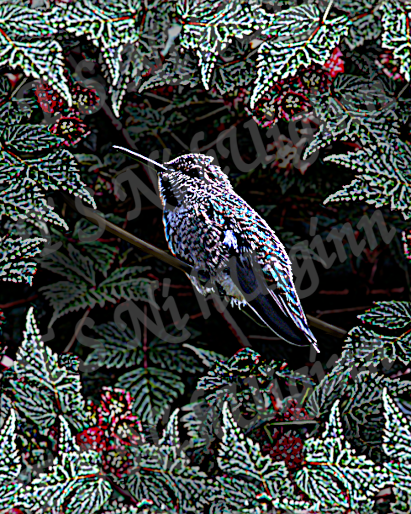 Still Image from Hummingbird Shuffle short Animation by T S Ni hUiggin