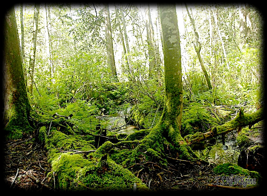 Deep in the Forest taken with Olympus Evolt E-300 by Coastal Salish Photographer TS Ni hUiginn