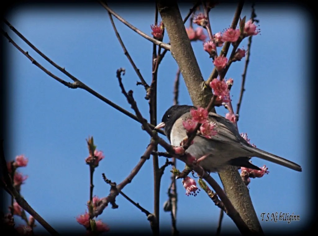 Song Bird in a peach tree taken with Olympus Evolt E-300 by Coastal Salish Photographer TS Ni hUiginn