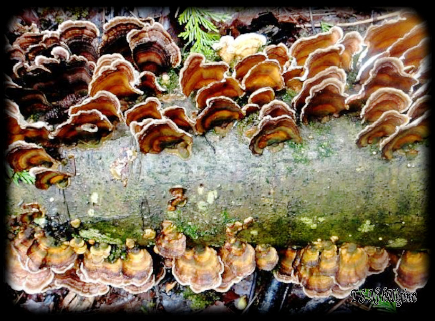 Fungus on a log taken with Olympus Evolt E-300 by Coastal Salish Photographer TS Ni hUiginn