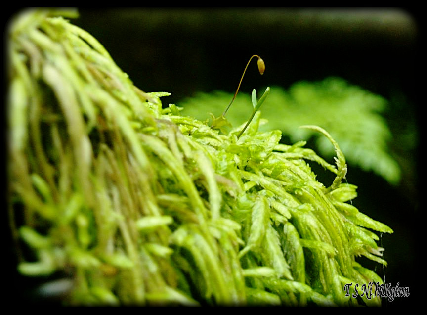 Moss taken with Olympus Evolt E-300 by Coastal Salish Photographer TS Ni hUiginn