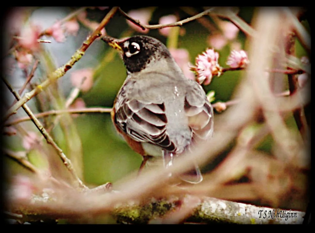 Robin in a peach tree taken with Olympus Evolt E-300 by Coastal Salish Photographer TS Ni hUiginn