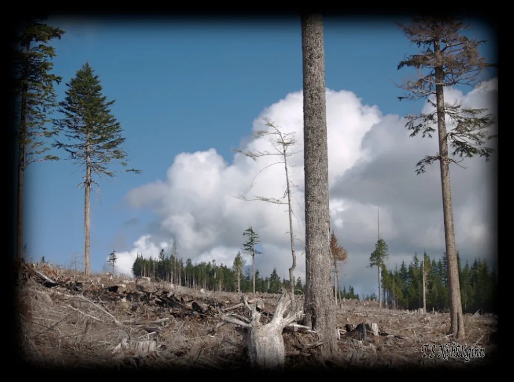 Mountain Top taken with an Olympus Evolt E-300 by Coastal Salish Photographer TS Ni hUiginn.