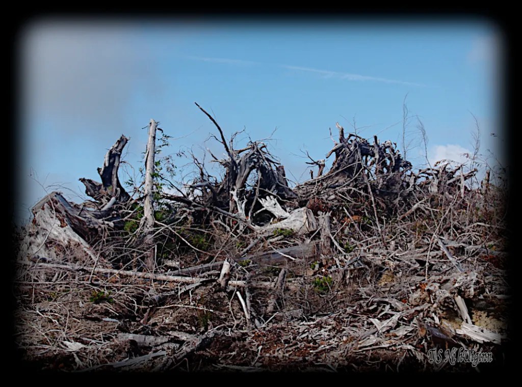 Stumps on a mountain top with Olympus Evolt E-300 by Coastal Salish Photographer TS Ni hUiginn.