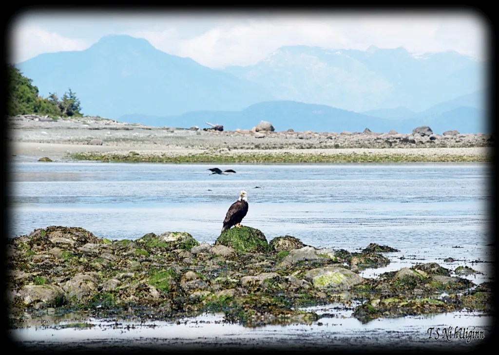 Eagle on the Beach taken with Olympus Evolt E-300 by Coastal Salish Photographer TS Ni hUiginn.