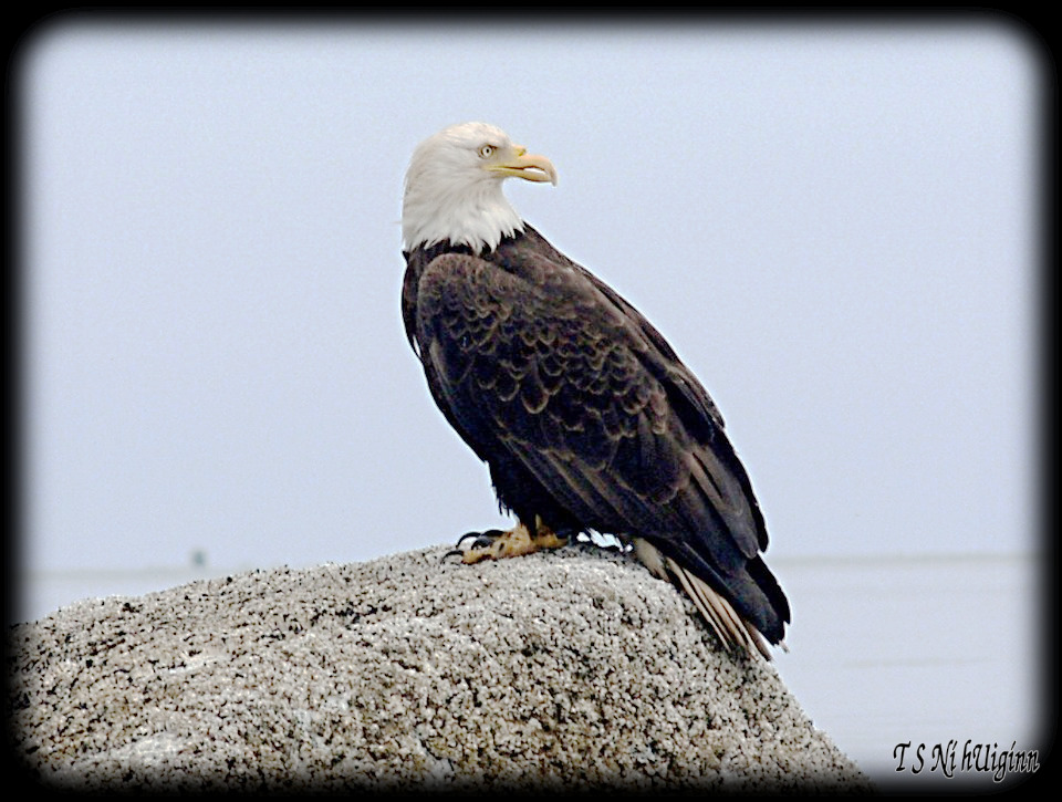 Bald Eagle on a rock taken with Olympus Evolt E-300 by Coastal Salish Photographer TS Ni hUiginn.