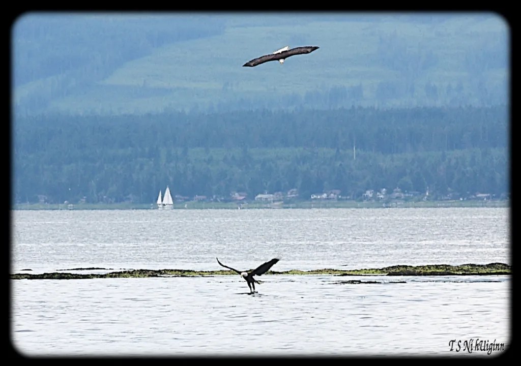 Bald Eagles hunting in the Salish Sea taken with Olympus Evolt E-300 by Coastal Salish Photographer TS Ni hUiginn.