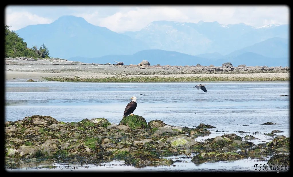 Eagle on the Beach taken with Olympus Evolt E-300 by Coastal Salish Photographer TS Ni hUiginn.