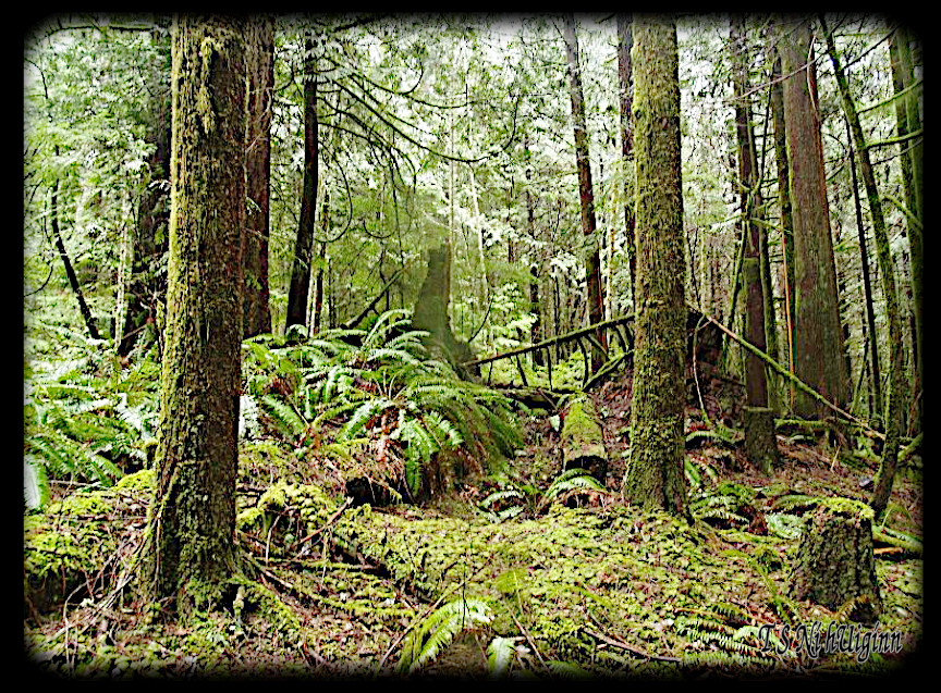 Deep in the Forest taken with Olympus Evolt E-300 by Coastal Salish Photographer TS Ni hUiginn