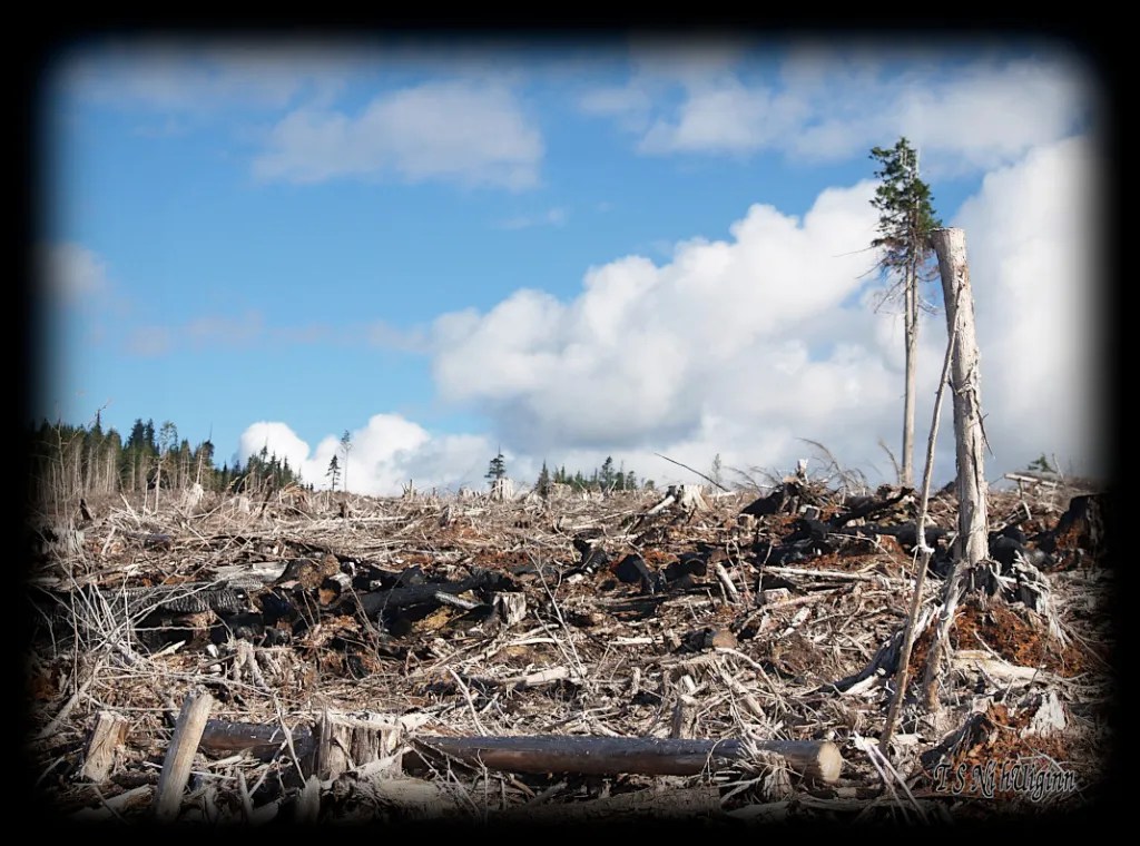 Trees on a Mountain Top taken with an Olympus Evolt E-300 by Coastal Salish Photographer TS Ni hUiginn.