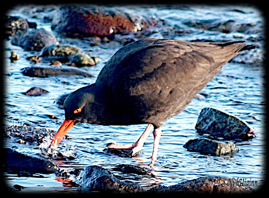 Oystercatcher taken with Olympus Evolt E-300 by Coastal Salish Photographer TS Ni hUiginn