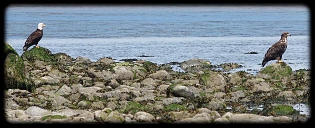 Bald Eagles on the beach taken with Olympus Evolt E-300 by Coastal Salish Photographer TS Ni hUiginn.