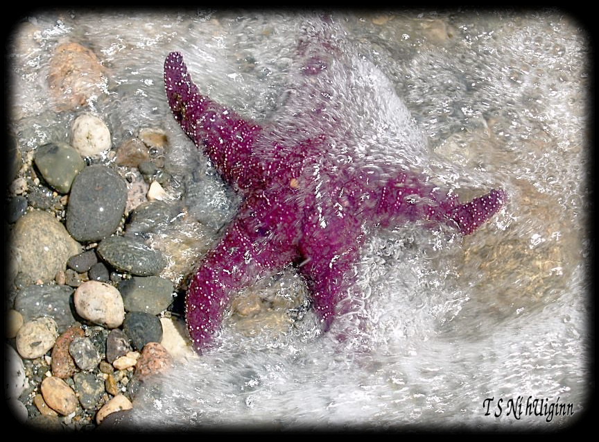 Starfish taken with Olympus Evolt E-300 by Coastal Salish Photographer TS Ni hUiginn