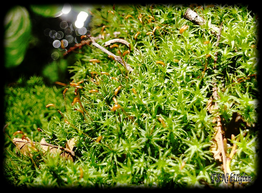 Moss taken with Olympus Evolt E-300 by Coastal Salish Photographer TS Ni hUiginn