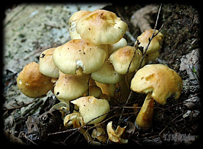 Mushrooms taken with Olympus Evolt E-300 by Coastal Salish Photographer TS Ni hUiginn