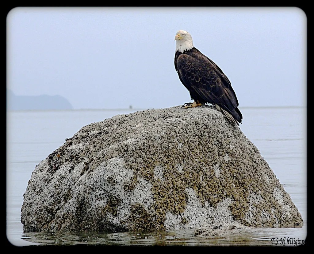 Bald Eagle on a rock taken with Olympus Evolt E-300 by Coastal Salish Photographer TS Ni hUiginn.