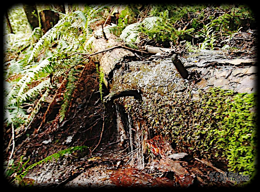 Deep in the Forest taken with Olympus Evolt E-300 by Coastal Salish Photographer TS Ni hUiginn