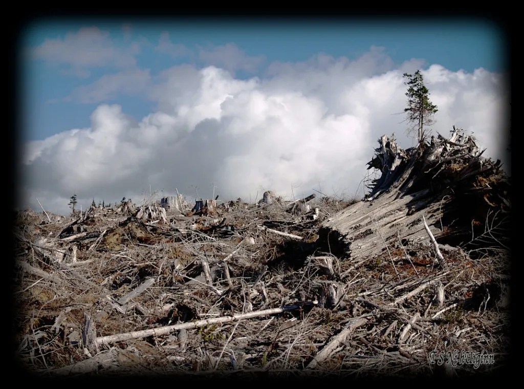 Lone Tree on a Mountain Top taken with an Olympus Evolt E-300 by Coastal Salish Photographer TS Ni hUiginn.