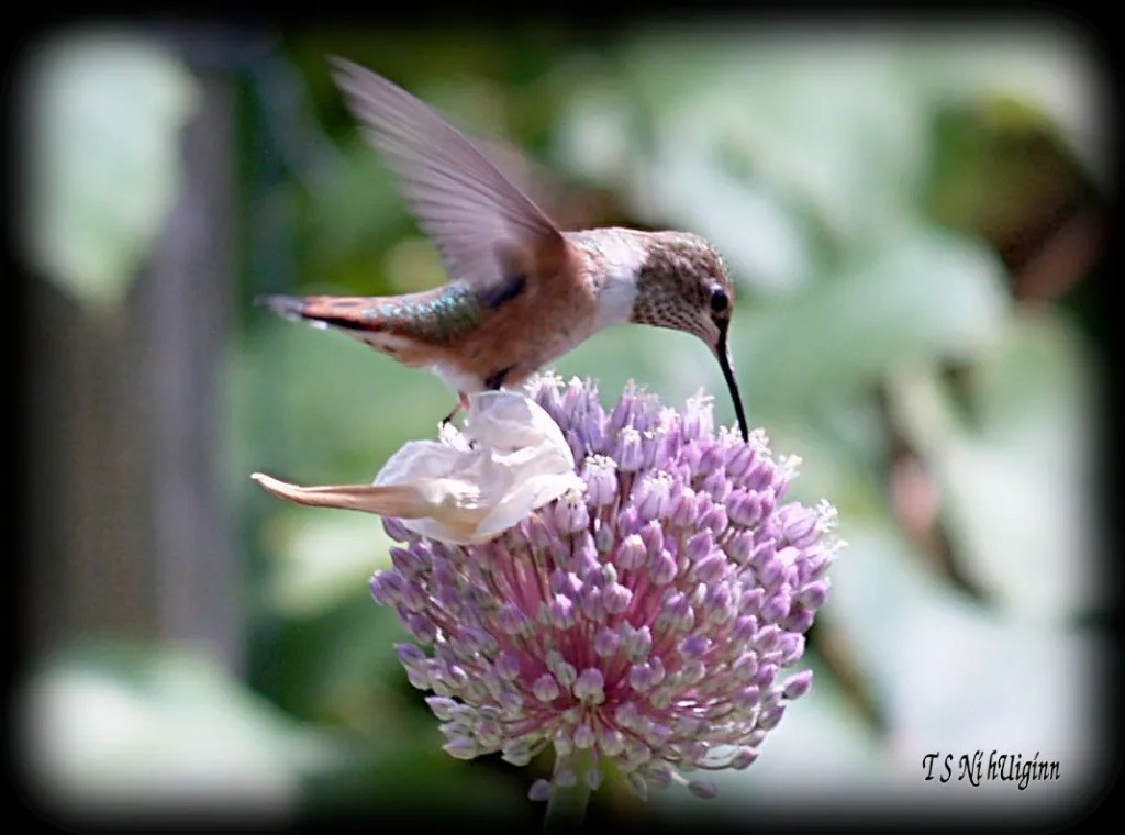 Rufus Hummingbird on a garlic flower taken with Olympus Evolt E-300 by Coastal Salish Photographer TS Ni hUiginn