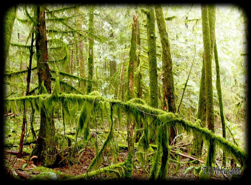 Deep in the Forest taken with Olympus Evolt E-300 by Coastal Salish Photographer TS Ni hUiginn