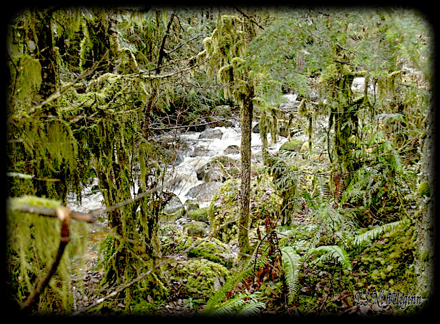 Creek in the Forest taken with Olympus Evolt E-300 by Coastal Salish Photographer TS Ni hUiginn