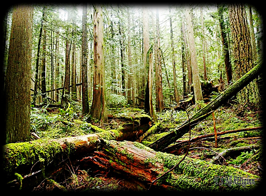 Deep in the Forest taken with Olympus Evolt E-300 by Coastal Salish Photographer TS Ni hUiginn