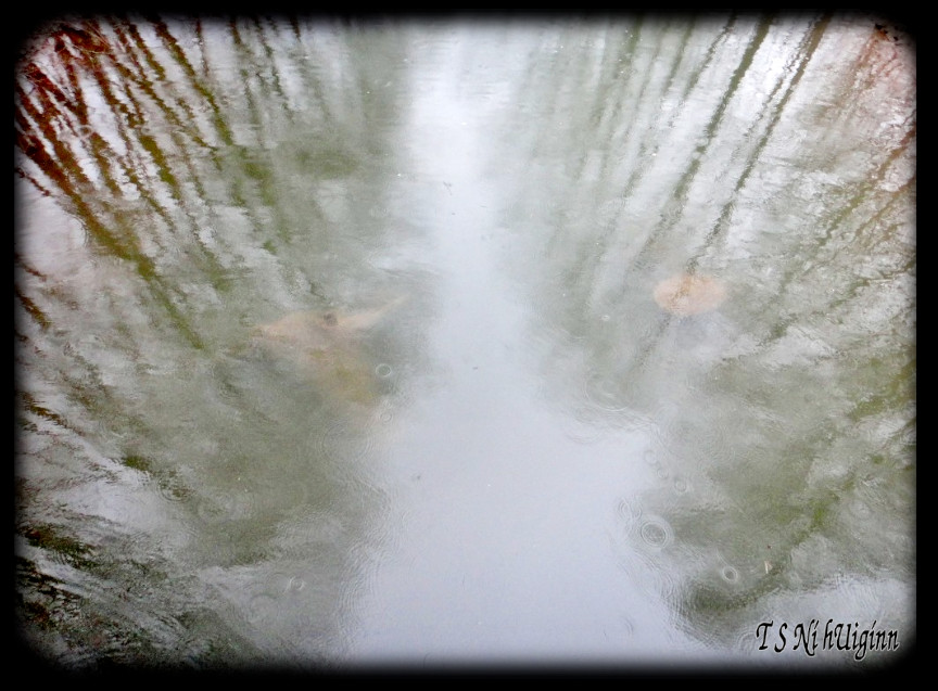 Raindrops in the Forest taken with Olympus Evolt E-300 by Coastal Salish Photographer TS Ni hUiginn