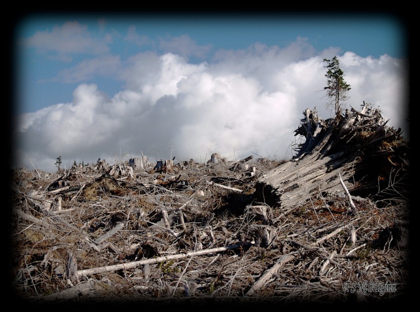 Lone Tree on a Mountain Top taken with an Olympus Evolt E-300 by Coastal Salish Photographer TS Ni hUiginn.