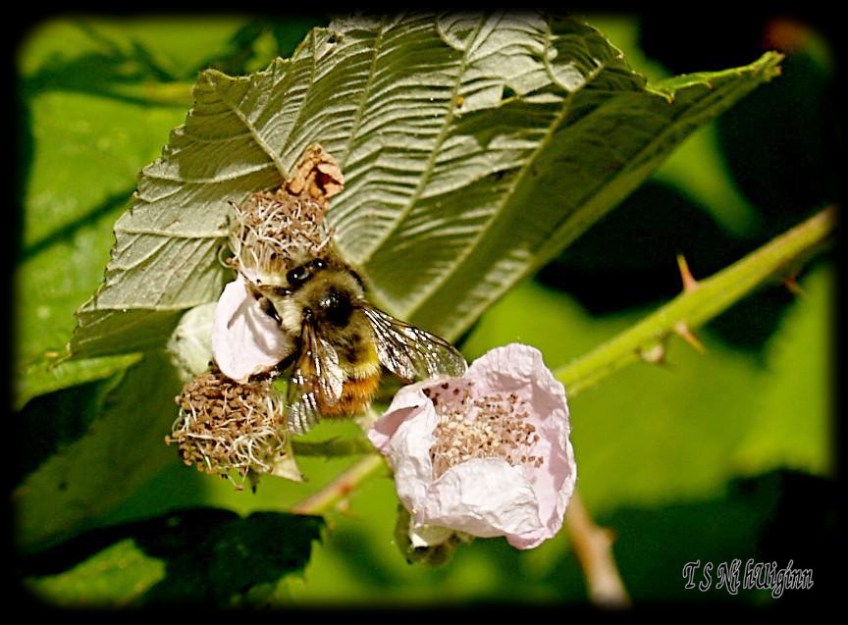 A honey Bee on a black berry flower taken with Olympus Evolt E-300 by Coastal Salish Photographer TS Ni hUiginn
