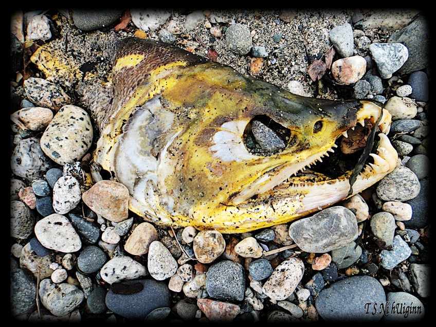 Salmon head taken by Salish photographer TS Ni hUiginn!