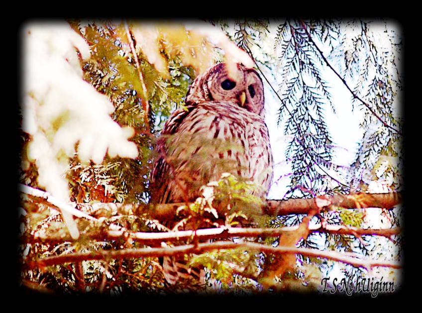 Barred Owl (Strix varia) taken with Olympus Evolt E-300 by Coastal Salish Photographer TS Ni hUiginn