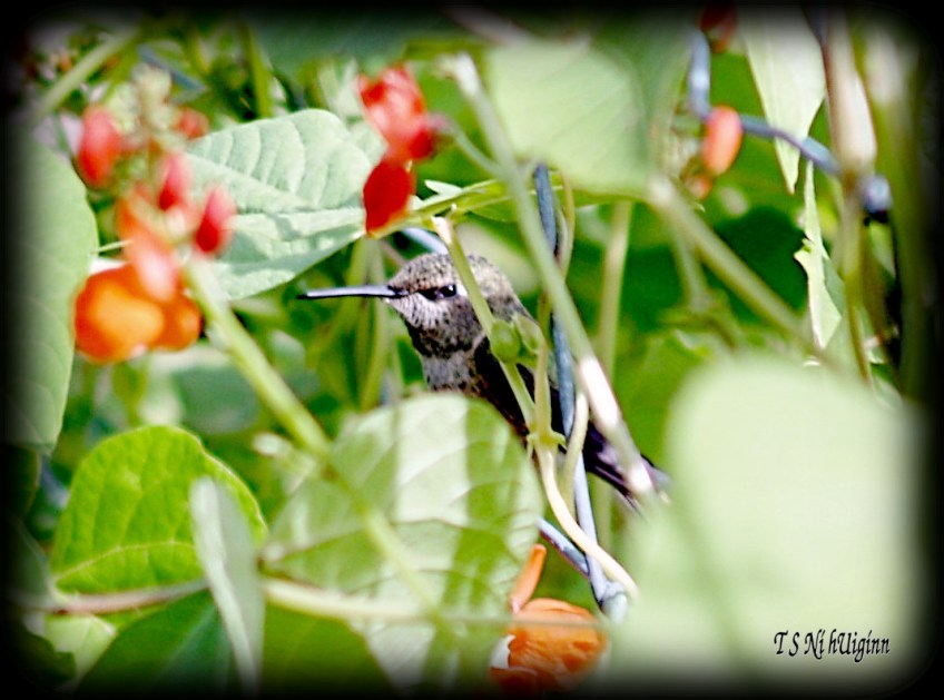 Anna's Hummingbird in a bean patch taken with Olympus Evolt E-300 by Coastal Salish Photographer TS Ni hUiginn