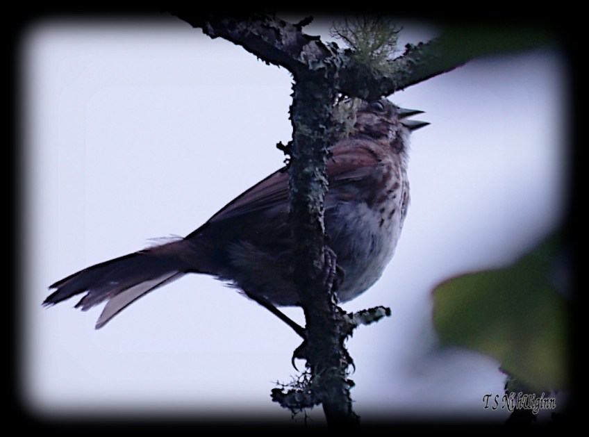 Songbird taken with Olympus Evolt E-300 by Coastal Salish Photographer TS Ni hUiginn.