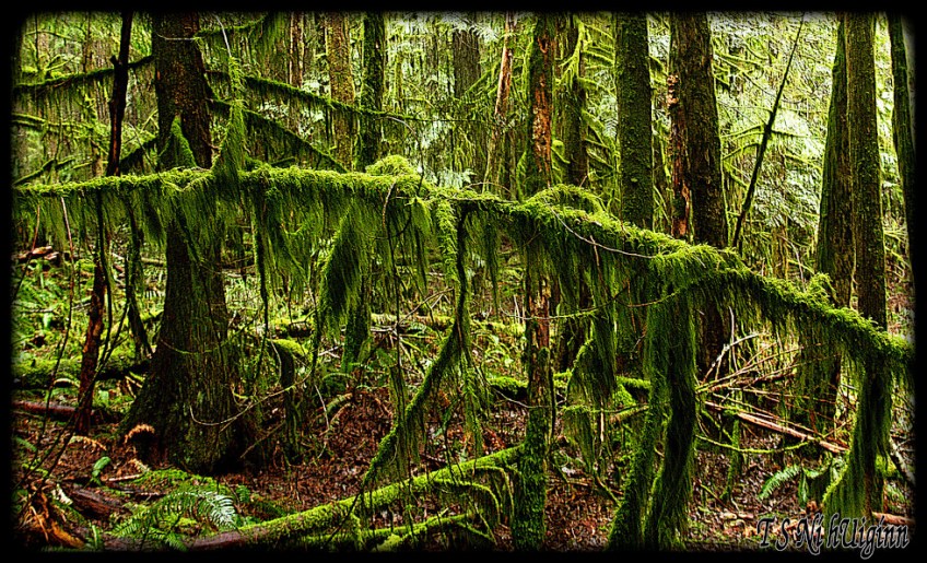 A photograph taken by TS Ni hUiginn of a Mossy Forest.