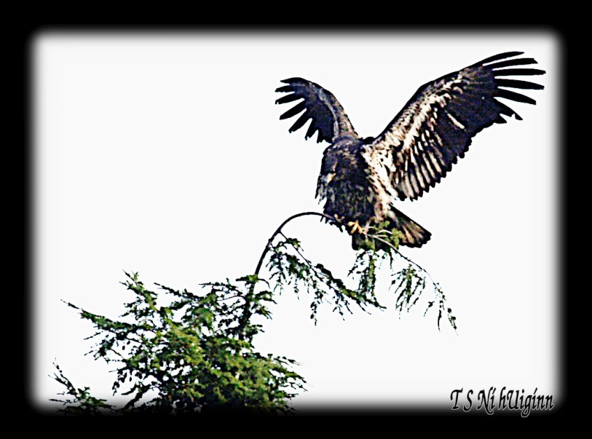 A photograph of a young Bald Eagle (Haliaeetus leucocephalus) perching on a cedar tree taken by TS Ni hUiginn.