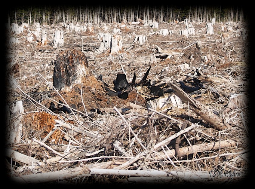 Stumps taken with Olympus Evolt E-300 by Coastal Salish Photographer TS Ni hUiginn.