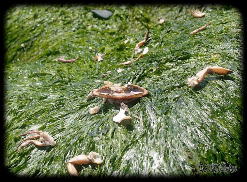 Seaweed taken with Olympus Evolt E-300 by Coastal Salish Photographer TS Ni hUiginn