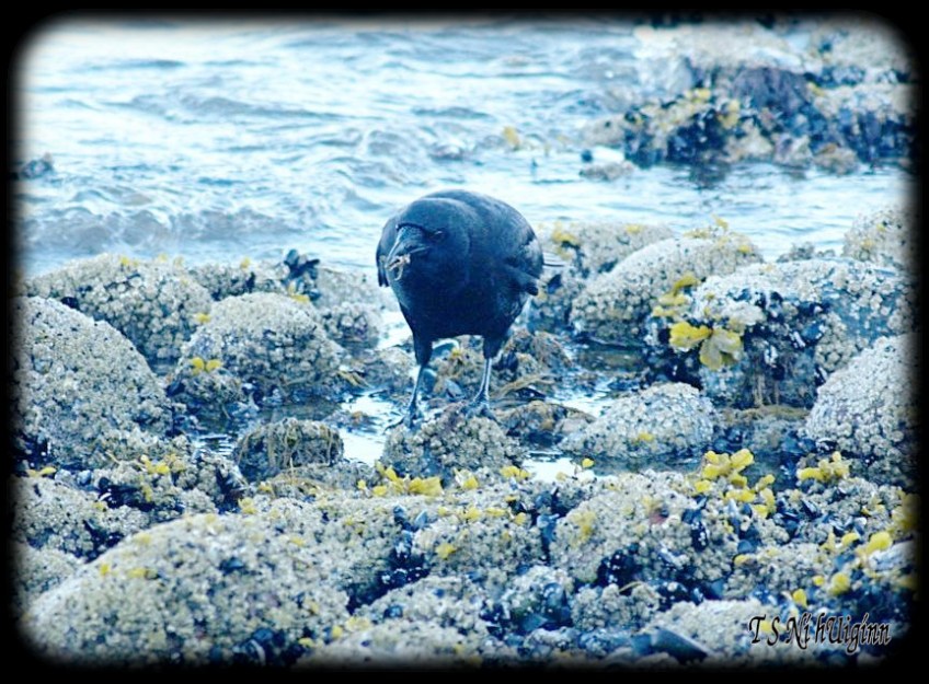 Crow on the Beach taken with Olympus Evolt E-300 by Coastal Salish Photographer TS Ni hUiginn