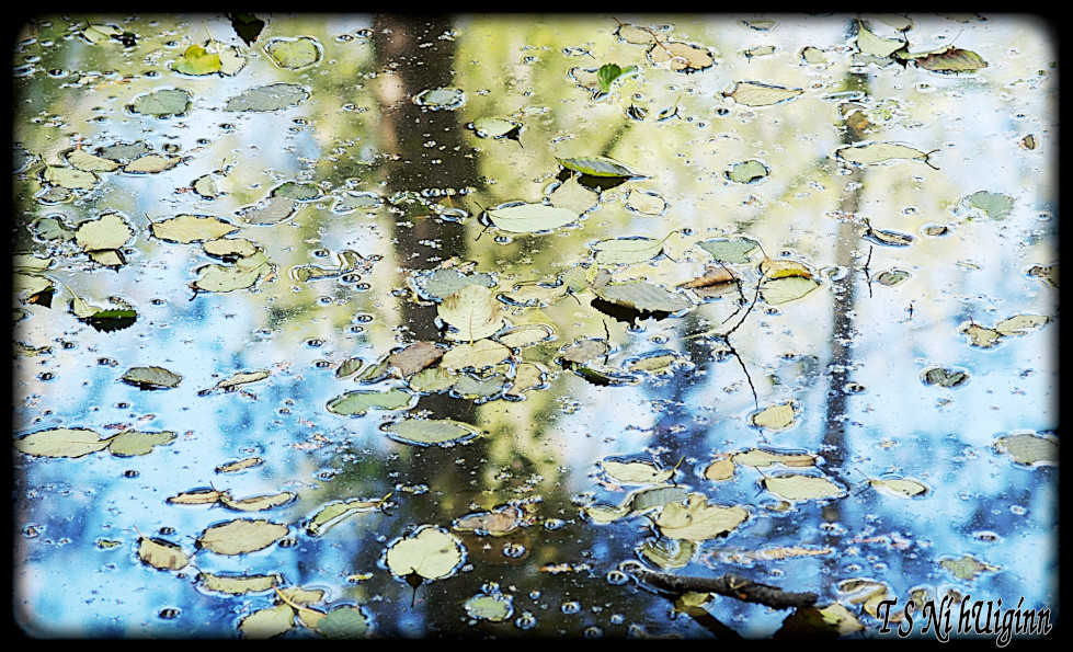 Leaves on a forest pond taken with Olympus Evolt E-300 by Coastal Salish Photographer TS Ni hUiginn