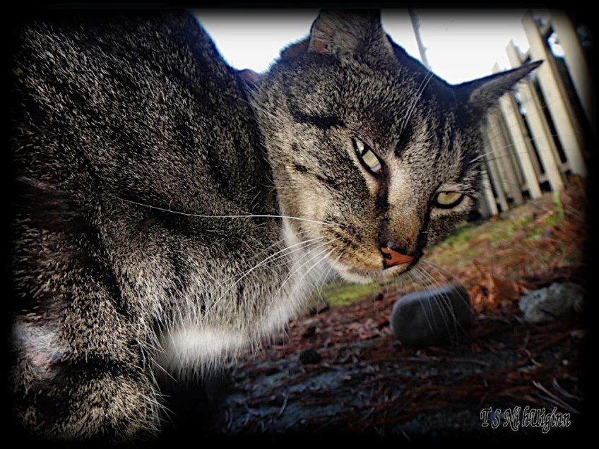 A photograph of a stray tabby taken cat by Salish photographer TS Ni hUiginn