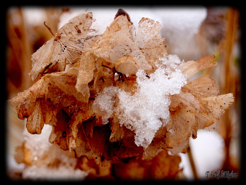 Melting snow taken by Salish photographer TS Ni hUiginn!