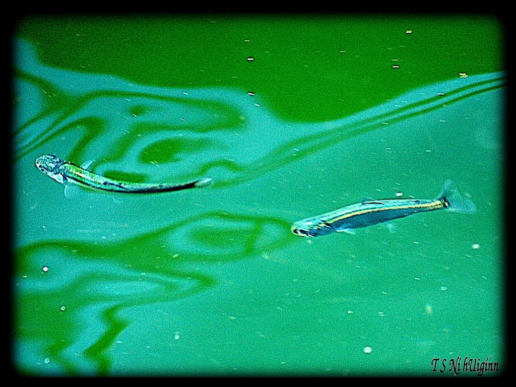 Fish in ocean taken by Salish photographer TS Ni hUiginn!