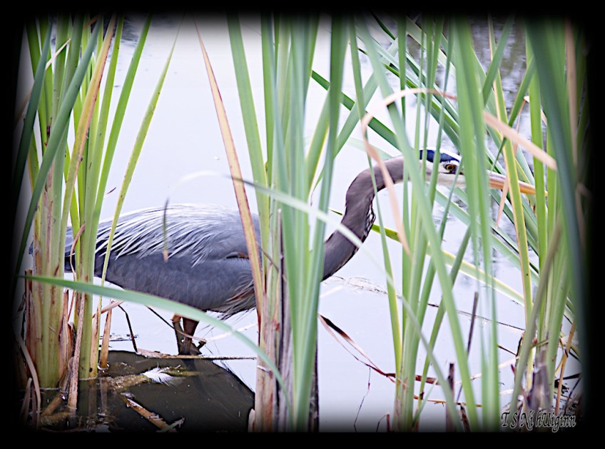 Great Blue Heron taken with Olympus Evolt E-300 by Coastal Salish Photographer TS Ni hUiginn