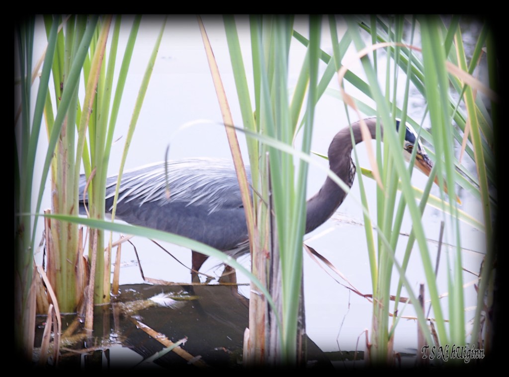 Great Blue Heron taken with Olympus Evolt E-300 by Coastal Salish Photographer TS Ni hUiginn
