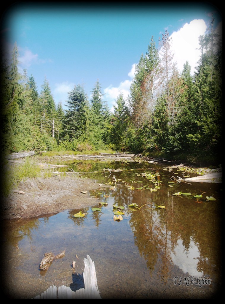 Pond taken with Olympus Evolt E-300 by Coastal Salish Photographer TS Ni hUiginn.