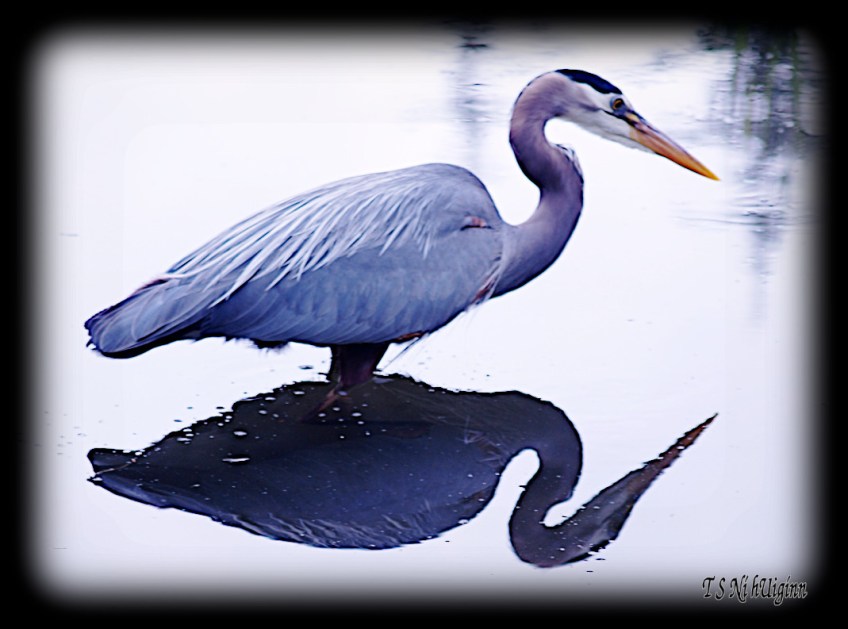 Great Blue Heron taken with Olympus Evolt E-300 by Coastal Salish Photographer TS Ni hUiginn