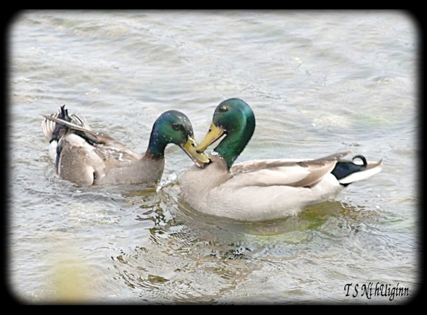 Ducks taken with Olympus Evolt E-300 by Coastal Salish Photographer TS Ni hUiginn