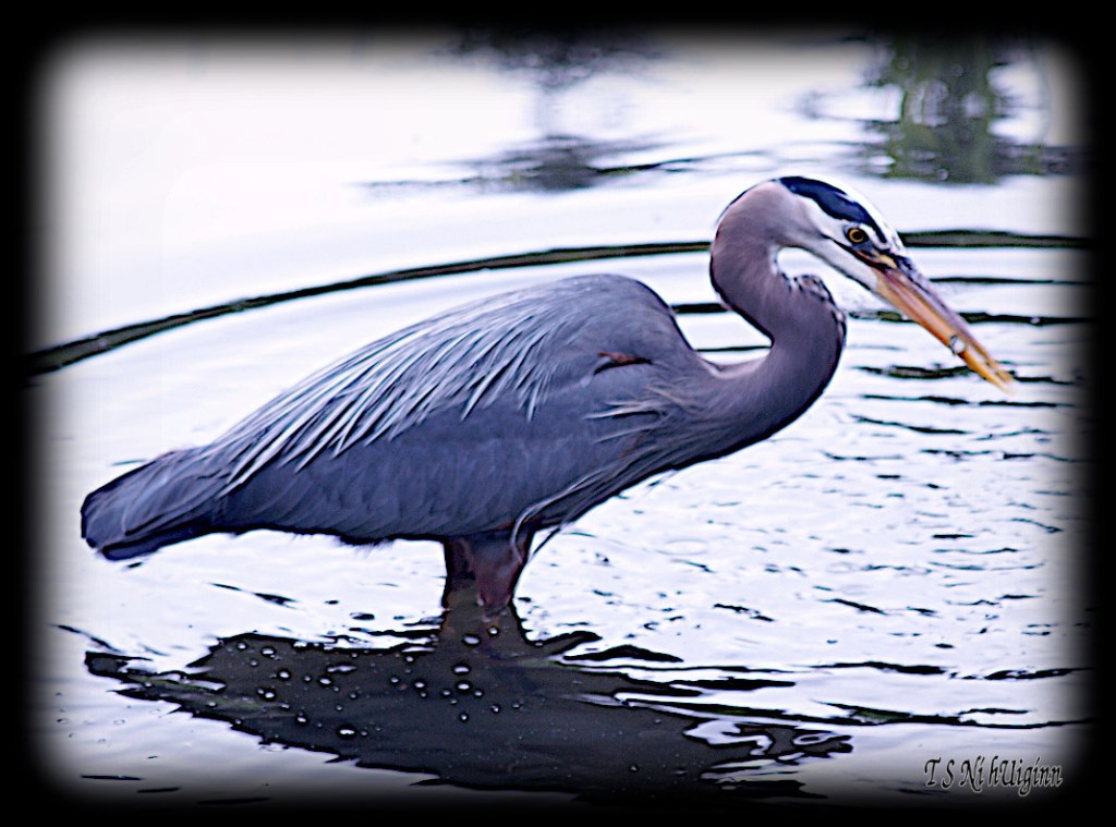 Great Blue Heron taken with Olympus Evolt E-300 by Coastal Salish Photographer TS Ni hUiginn