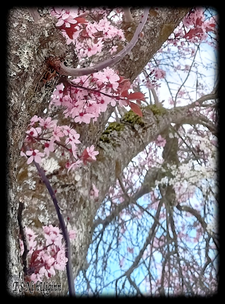 Pink Blossoms on a mossy tree taken by Salish photographer TS Ni hUiginn